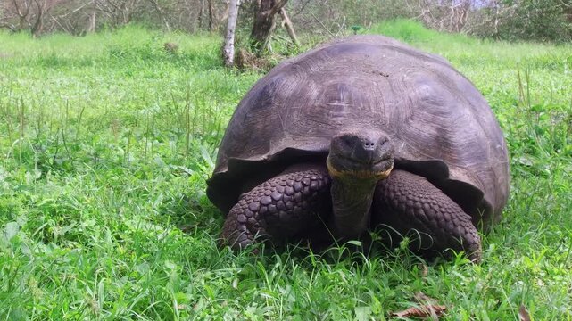 Galapagos giant tortoise walking and turning full sequence in natural habitat Ecuador