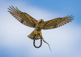 Tableau sur aluminium  Bird of prey flying with talons outstretched.  © Teguh