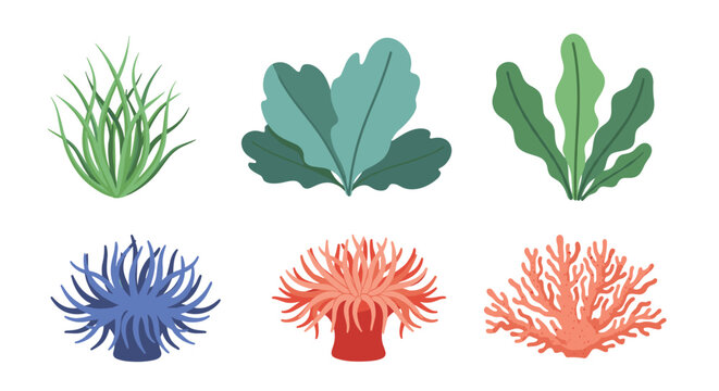 Various species of aquatic plants including seagrass and colorful sea anemones are displayed in this marine biology collection.