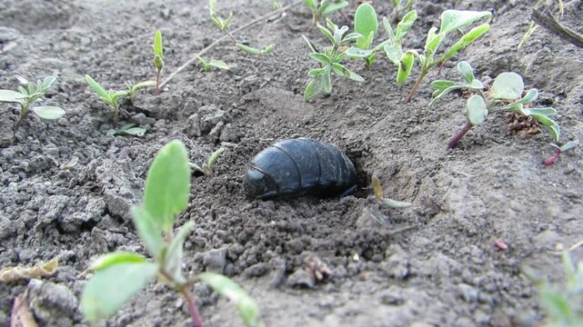 Large black beetle digging a hole Common scarab Meloe proscarabaeus toxic blister beetle