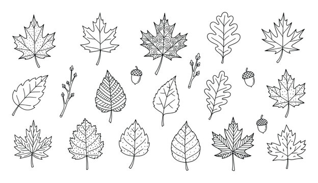 Hand drawn outline autumn leaves and acorns collection for various seasonal graphic projects