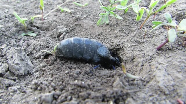 Black beetle digging a hole in the field Common black beetle Meloe proscarabaeus toxic