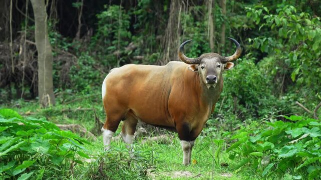 Banteng male  is feeding on plants in the forests of Thailand.