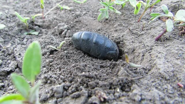 Black Oil Beetle (Meloe proscarabaeus) with iridescent purple head crawling on the ground, macro shot.