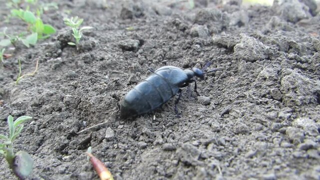  Black beetle with a purple head crawls Meloe proscarabaeus