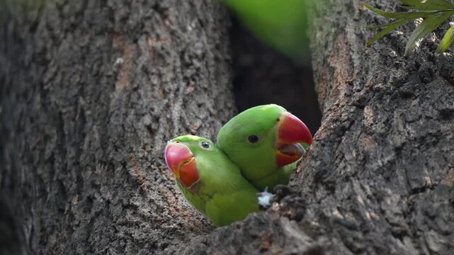 Close up of two wild green parrots with red beaks peeking out from a nest hole in a rough tree trunk