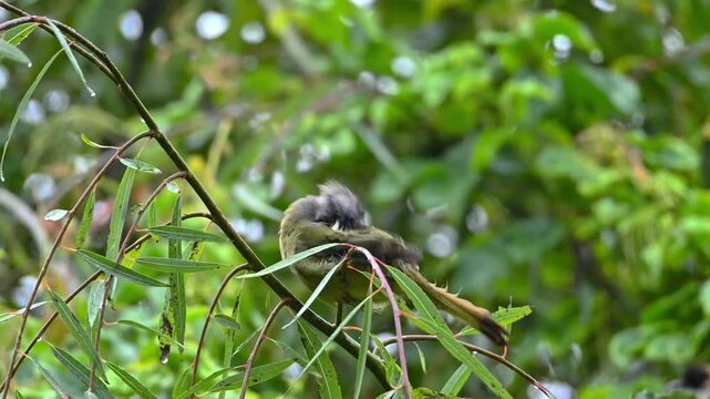 Close up of a small wet wild bird perching on a slender tree branch under the rain with lush green bokeh background