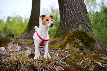 Jack Russell Terrier dog wearing a red harness stands on a forest trail among mossy tree roots stones and grass. Pet walking hiking outdoor adventure and nature travel © Lazy_Bear