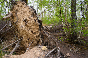 Fototapeta premium Large uprooted tree root with exposed soil branches and fallen trunk in a spring forest with young green foliage. Nature woodland storm damage erosion and forest ecology concepts