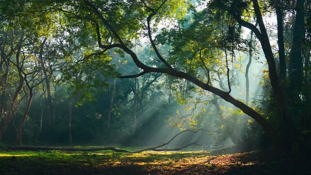 Mysterious lush green jungle timelapse with cinematic god golden morning rays. Sunlight filters through ancient trees in foggy hazy tropical forest, creating an atmospheric landscape cinematic glow.