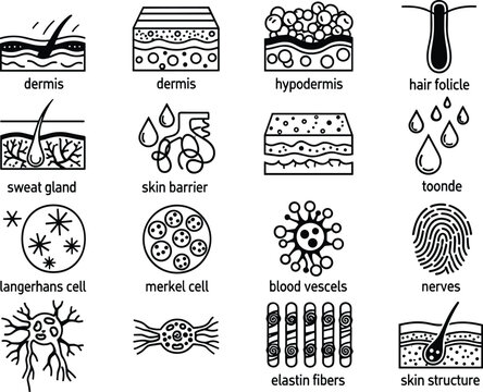 Detailed human skin anatomy icons set showing dermis hypodermis hair follicle sweat gland cells vessels nerves medical vector illustration educational