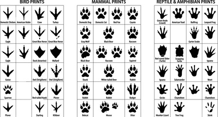 Black animal silhouette and footprint track identification chart collection with labeled wildlife paw prints and bird silhouettes vector illustration © MDShakhawat