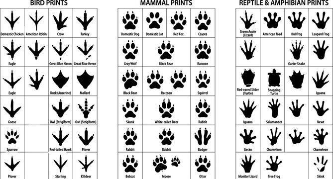 Black animal silhouette and footprint track identification chart collection with labeled wildlife paw prints and bird silhouettes vector illustration