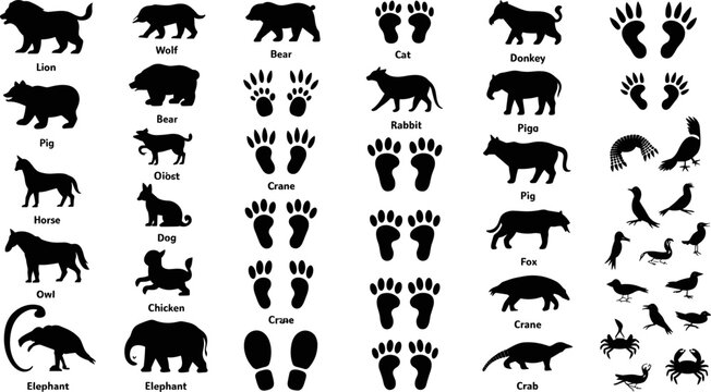 Black animal silhouette and footprint track identification chart collection with labeled wildlife paw prints and bird silhouettes vector illustration
