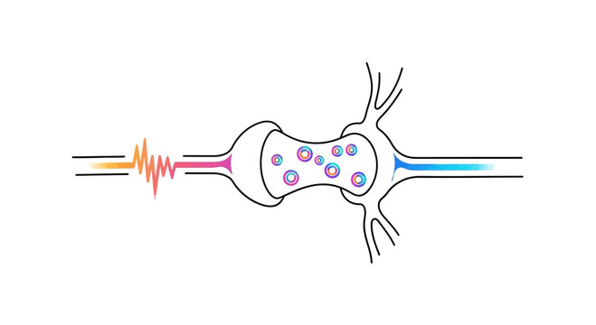 Neuron synapse transmission: electrical impulse triggers neurotransmitter release across synaptic cleft