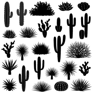 Cactus plants glyphs set with desert succulents and prickly spines on white background featuring succulent, glyph, vector-like silhouette with line