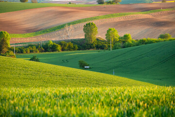 Fototapeta premium Gorgeous rural landscape with green sunny spring hills. South Moravia region, Czech Republic