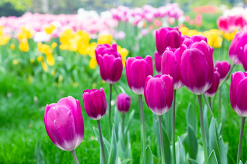 Obraz premium Colorful tulips bloom in spring