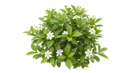 Obraz premium A lush green leaf with serrated edges and prominent veins