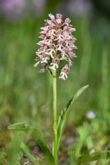 Fototapeta premium Full view of a rare wild Orchis x tochiana orchid, a natural hybrid of Orchis italica and Orchis punctulata, blooming on its stem in a green spring field.