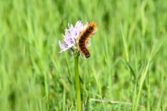 A fuzzy pine processionary caterpillar feeding on a wild pink orchis italica orchid in a vibrant green meadow.