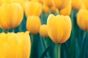 Obraz premium Colorful tulips bloom in spring