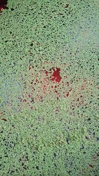 Floating Azolla Plants Slowly Merging Together on Water Surface (Vertical)