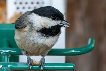 Perched Chickadee on a May morning © Jeiel
