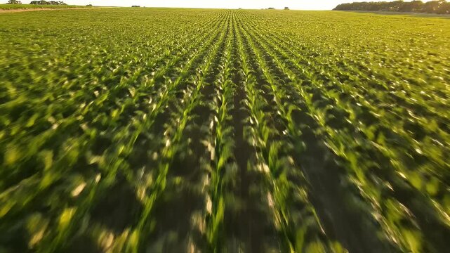 Green field rows of young corn plants under sunlight