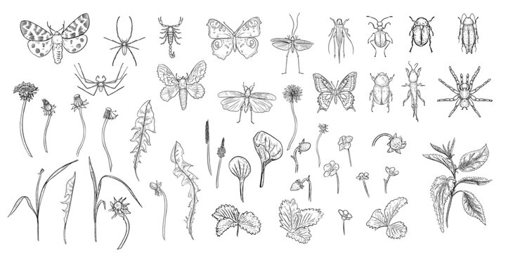 Various insects with wild herbs and flowers black white vector set. Hand drawn sketch of different bugs, butterflies and meadow plants for natural design. Outline drawing flora and fauna objects.