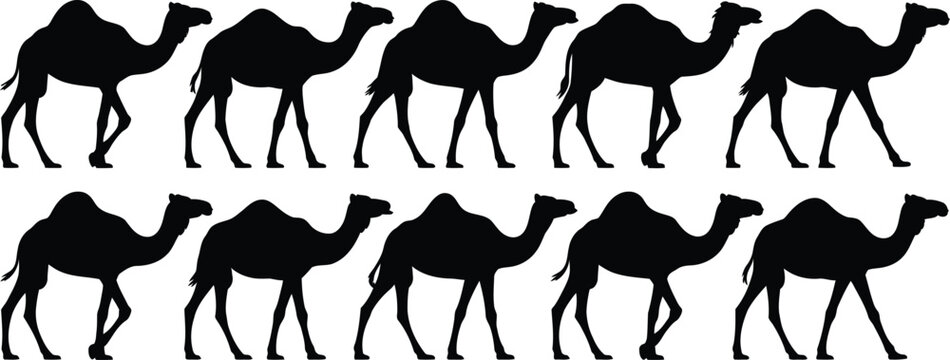 Caravan of walking dromedary camel silhouettes isolated on white background with dromedary, isolated