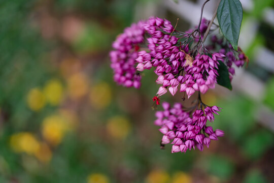 Clusters of pink bleeding heart vine flowers hanging from a branch in a garden.