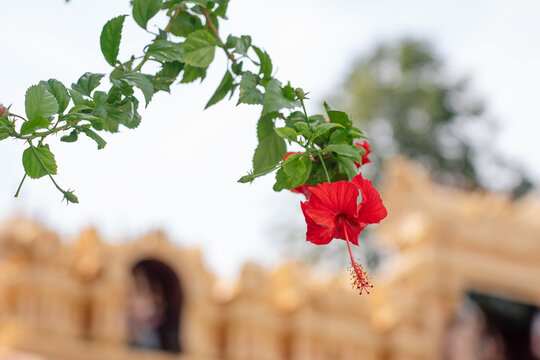 Red hibiscus flower blooming with a blurred golden temple in the background.