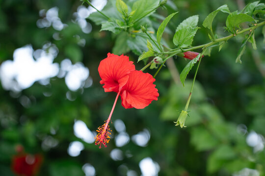 Red hibiscus flower blooming on a branch with green leaves.