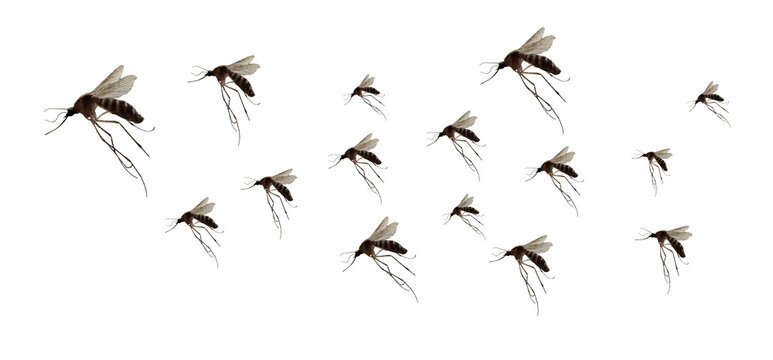 Swarm of mosquitoes flying isolated on white background