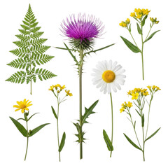 Fototapeta premium Collection of wildflowers and fern leaf isolated on a transparent background