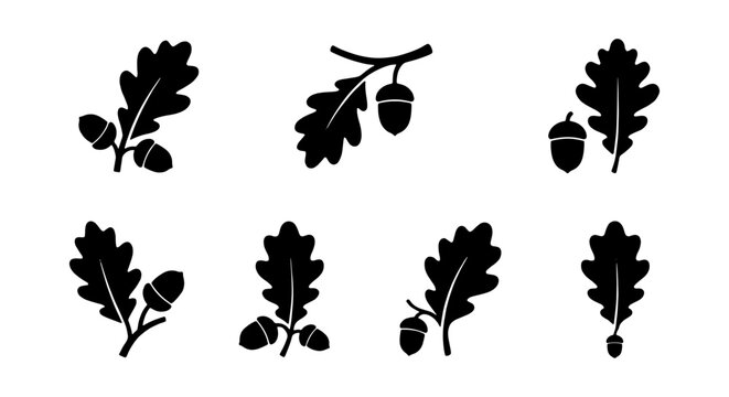 vector set of black silhouettes depicting various views of oak leaves with attached acorns on a white background