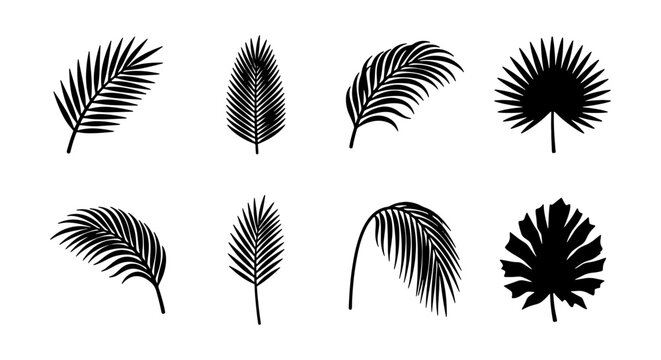 8 palm tree and fan-shaped leaves in black monochrome outline style on white background for design elements logos or