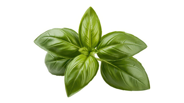 Fresh green basil herb leaves arranged in a bunch isolated on a white background