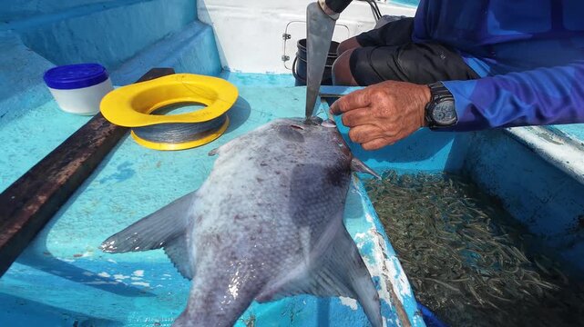 Authentic Hands of a professional fisherman using a knife for precise hook extraction from a freshly caught Ocean Triggerfish on a boat deck, showing artisan techniques.