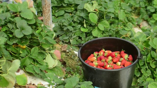 Close-up of a harvester hands picking fresh, vibrant strawberries and placing them into a black bucket at an organic farm cultivation site.
