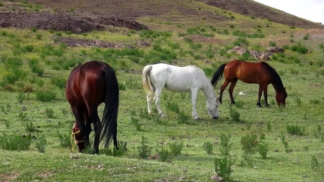  Group of horses grazing together on a lush meadow surrounded by rolling hills. Natural countryside wildlife scene showing livestock feeding freely in an open green pasture landscape. 