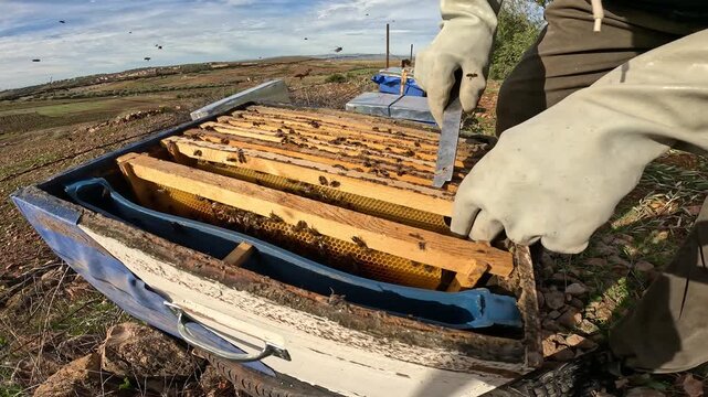 Beekeeper inspecting a honeycomb frame covered with active bees inside a hive. Close-up view of honey production in rural landscape under blue sky symbolizing pollination and sustainable agriculture.
