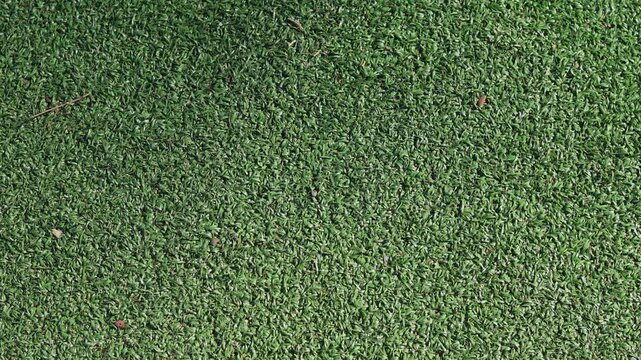 Close-up green grass, natural greenery texture of lawn garden. Stripes after mowing lawn court. Concept natural green background, lawn for training football pitch, Golf Courses, green lawn pattern.