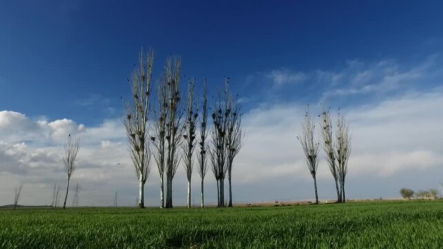  Group of poplar trees rising above green farmland beneath blue sky, presenting peaceful agricultural landscape and wide countryside horizon scenery. 