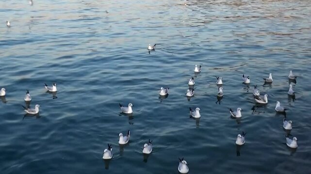  Numerous seagulls gathering, floating and diving on sea water, creating a lively coastal scene that emphasizes marine wildlife activity, surface ripples and open sky above the ocean. 