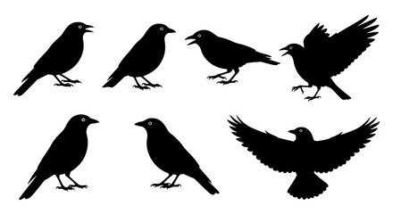 Fototapeta premium Birds silhouette set with various poses and flight positions featuring black, standing, perched with wings and open elements for closed, flying