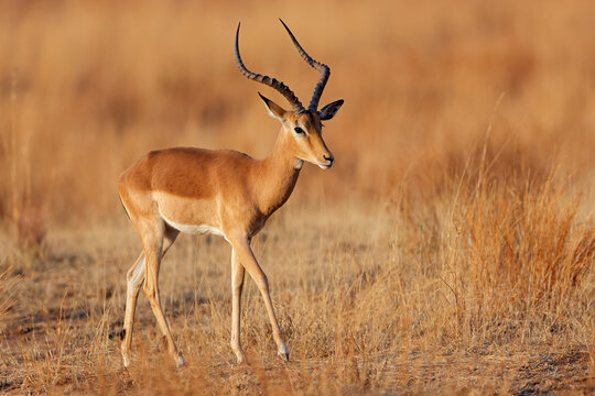 A male impala antelope (Aepyceros melampus) walking in grassland, Pilanesberg National Park, South Africa