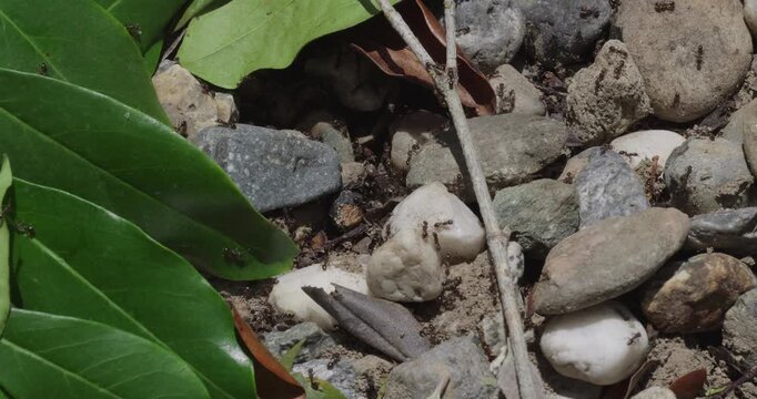 Macro of Ants Crawling on Rocky Ground