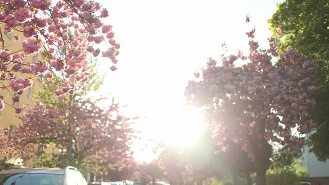 Spring is coming as cherry blossom trees fill the street with soft pink colors and bright sunlight creating a fresh warm atmosphere full of life renewal and seasonal beauty